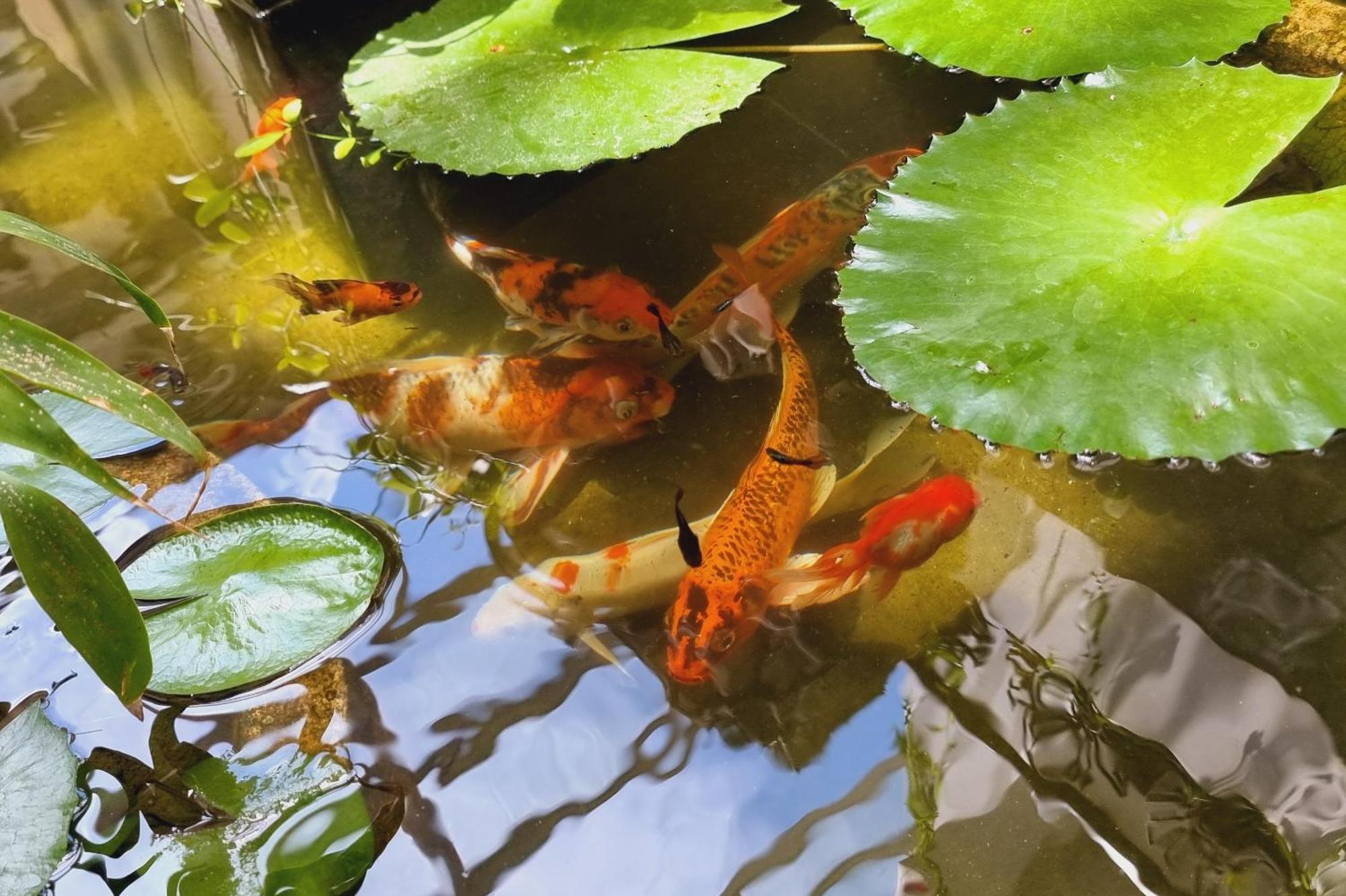 Hotel Vid Angkor Boutique Siem Reap Zewnętrze zdjęcie